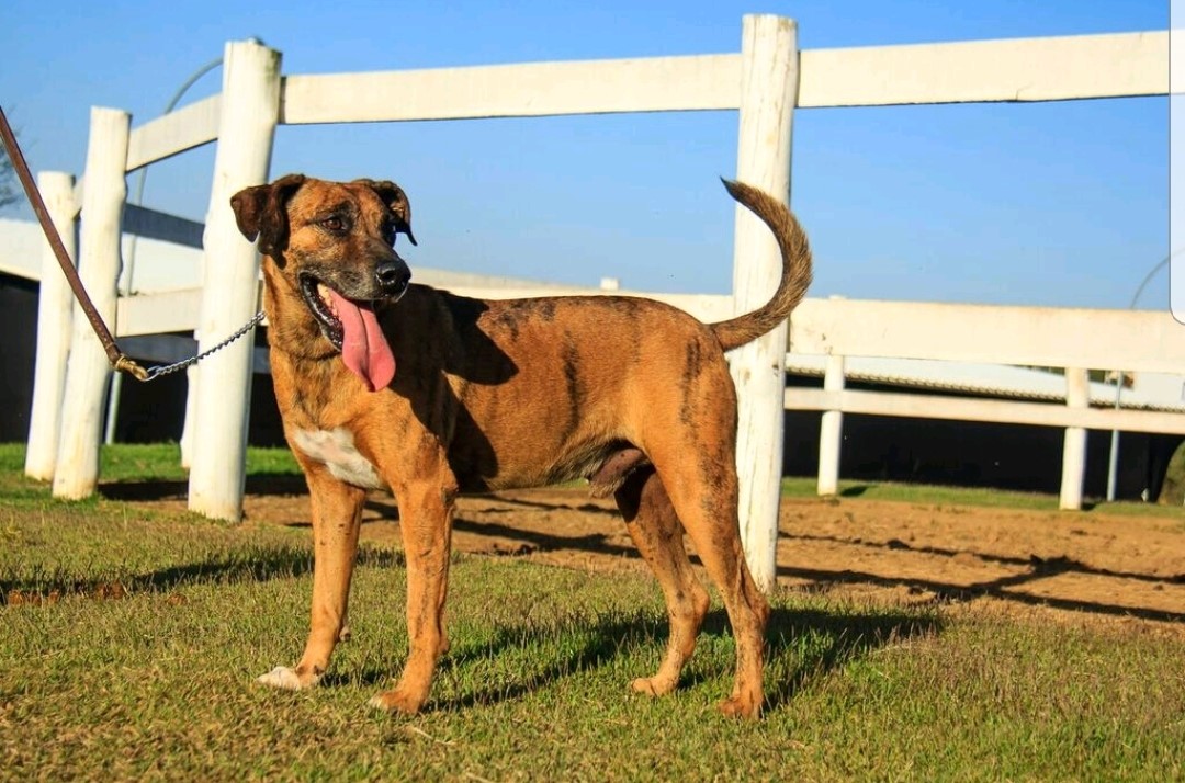 Cães para Adoção